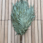 Eucalyptus sauna whisk